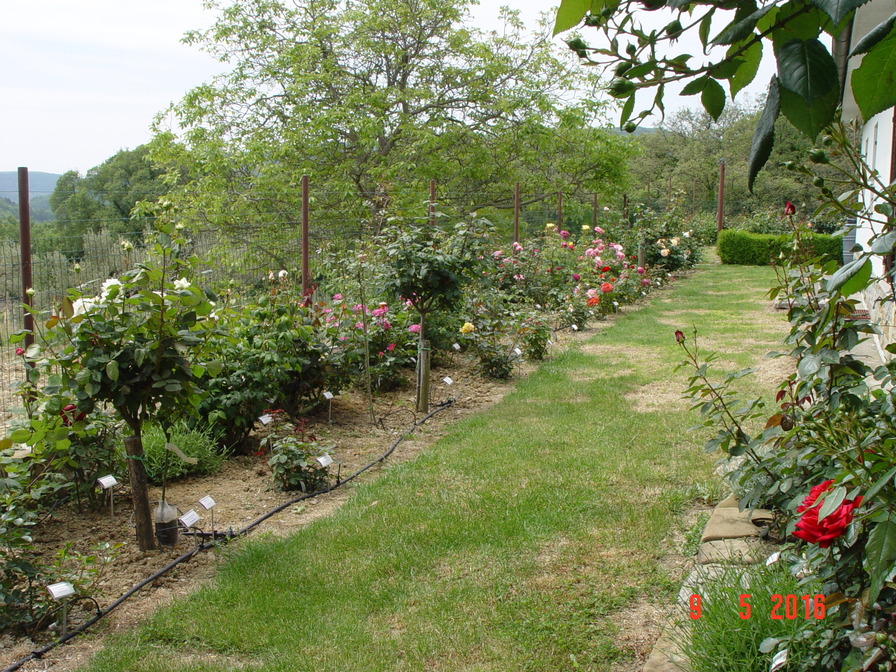 'My garden - Rožni vrt'  photo