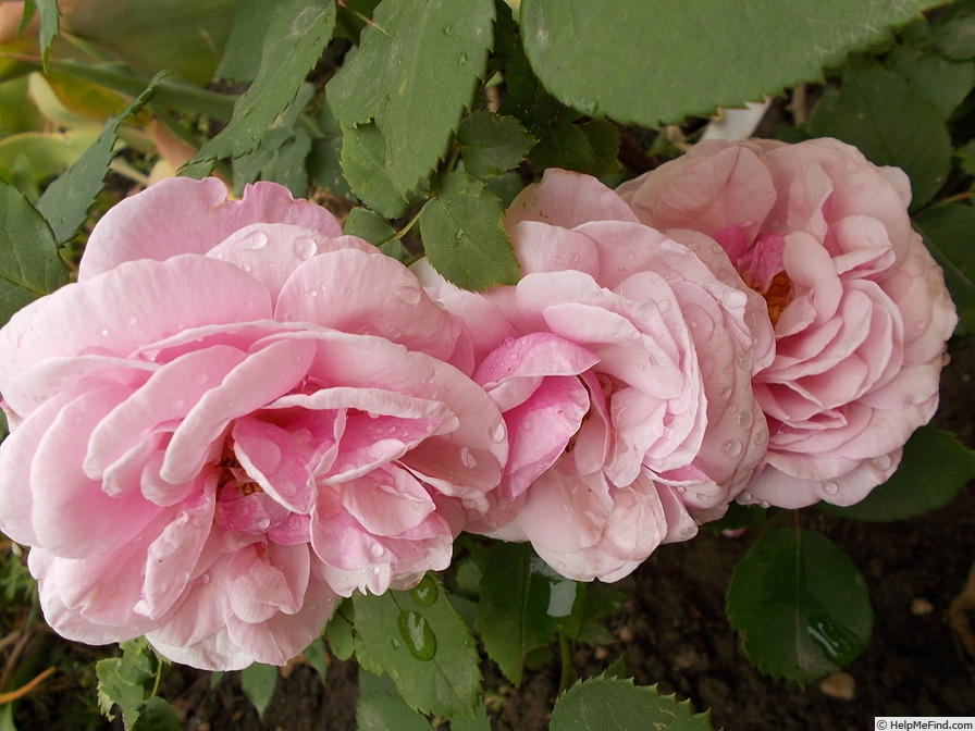 'Florence Ducher ®' rose photo