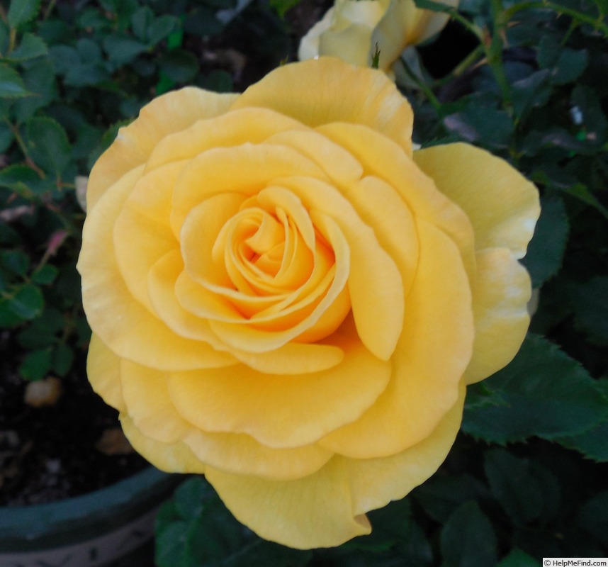 'Sol Desire ™' rose photo