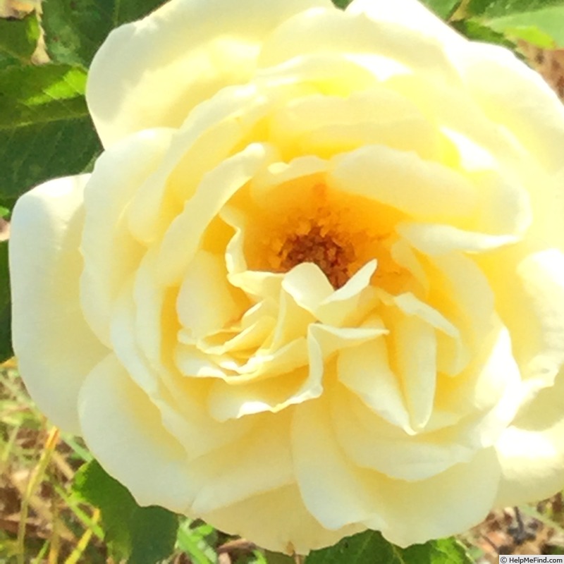 'Polar Express ™' rose photo