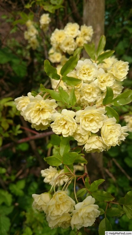 'Lutea (banksiae)' rose photo