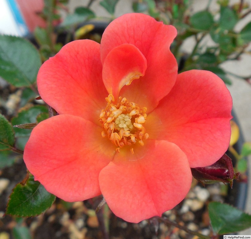 'Incendio ™' rose photo