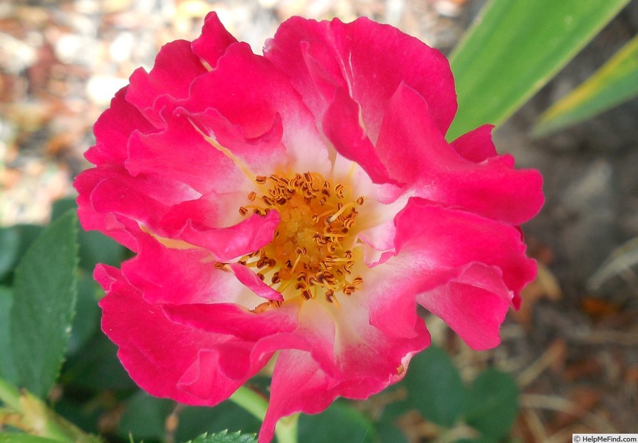 'Cupid's Kisses ®' rose photo
