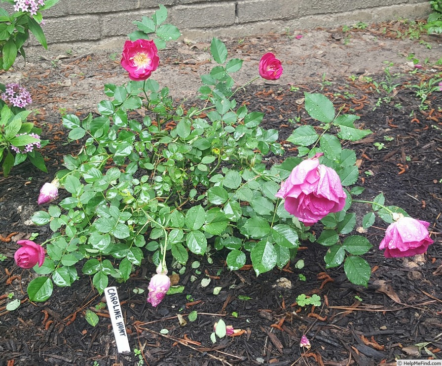 'Caroline Hunt' rose photo