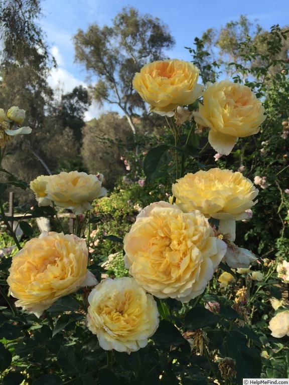 'Molineux' rose, click to enlarge 'Molineux' rose photo