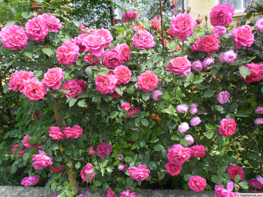 'Climbing General MacArthur' rose photo