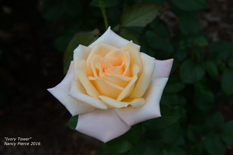 'Ivory Tower (Hybrid Tea, Kordes, 1979)' rose, click to enlarge 'Ivory Tower (Hybrid Tea, Kordes, 1979)' rose photo