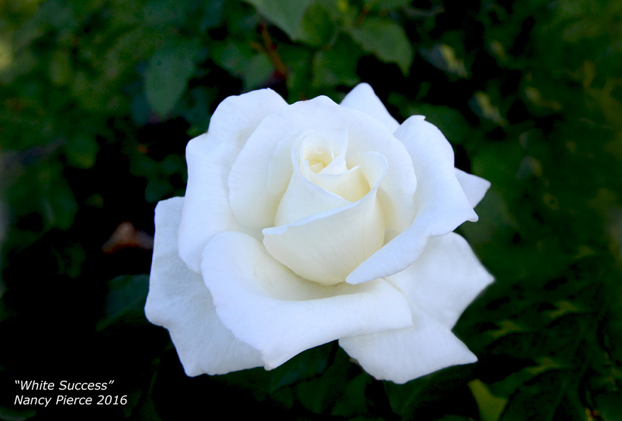 'White Success' rose photo