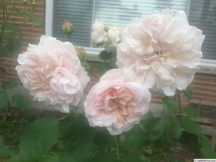 'Cymbeline (shrub, Austin, 1982)' rose photo