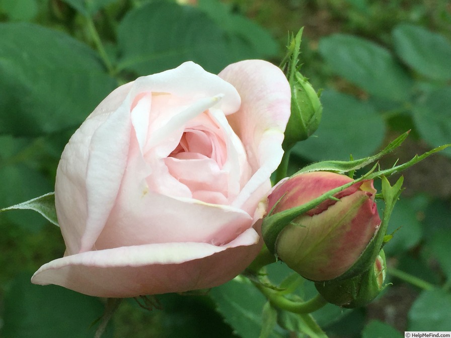 'Cymbeline (shrub, Austin, 1982)' rose photo