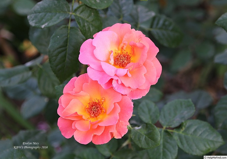 'Evelyn May (shrub, Beales, 2000)' rose photo