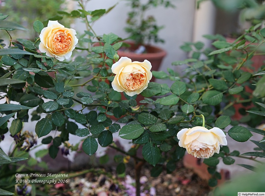 'Crown Princess Margareta ®' rose photo