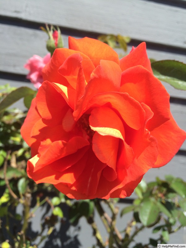 'Miss Amber' rose photo