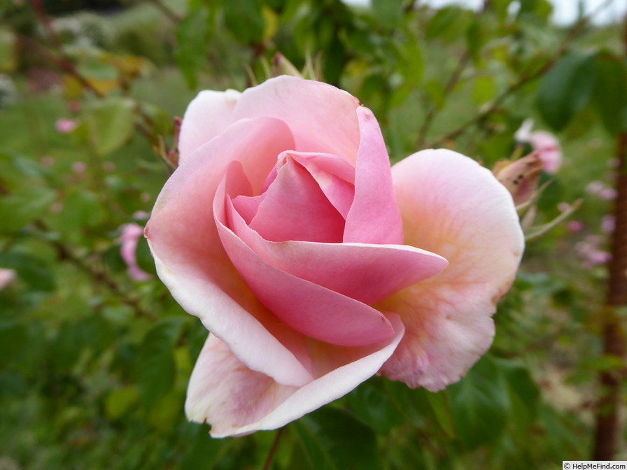 'Sweet Riley' rose photo