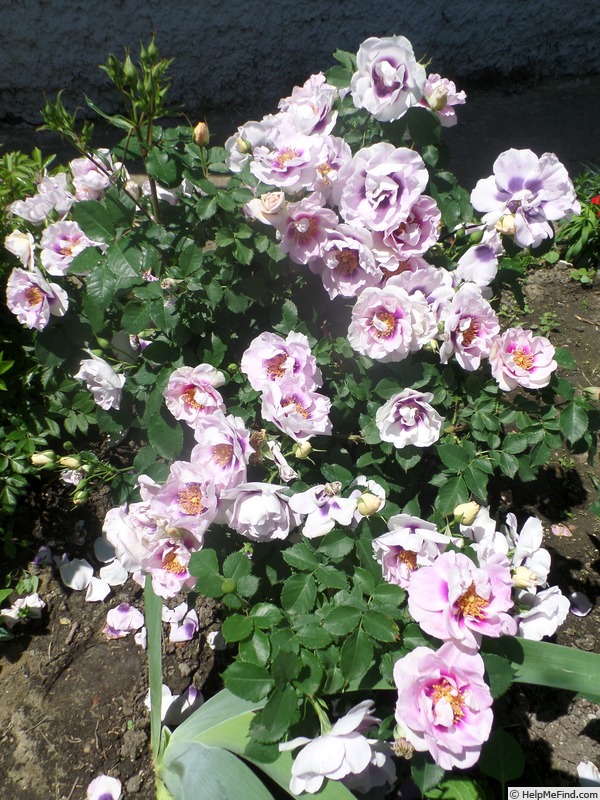 'Eyes for You ®' rose photo
