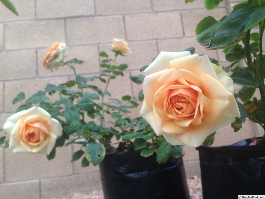 'Liz McGrath' rose photo