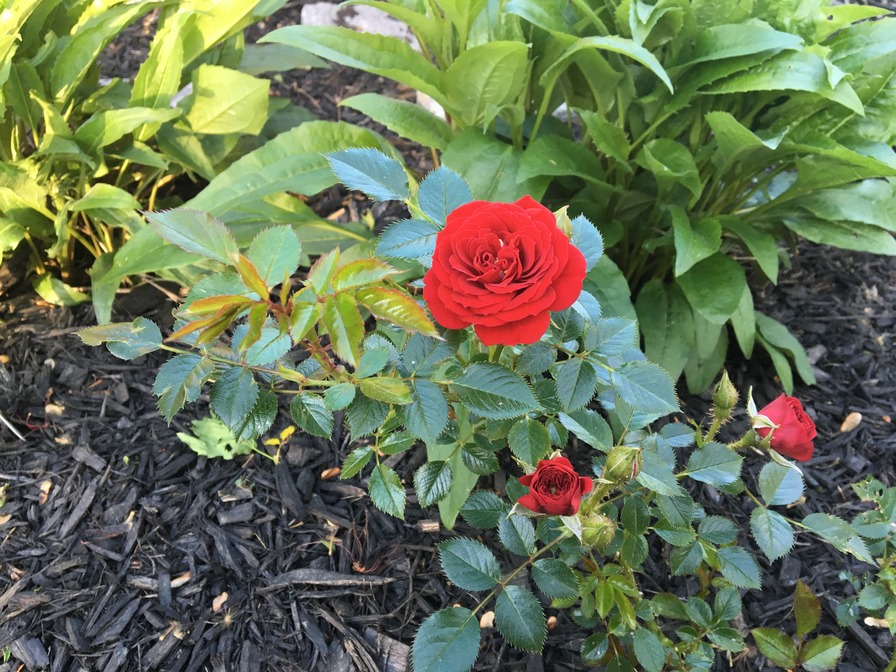 'My Garden in NJ, zone 7a'  photo
