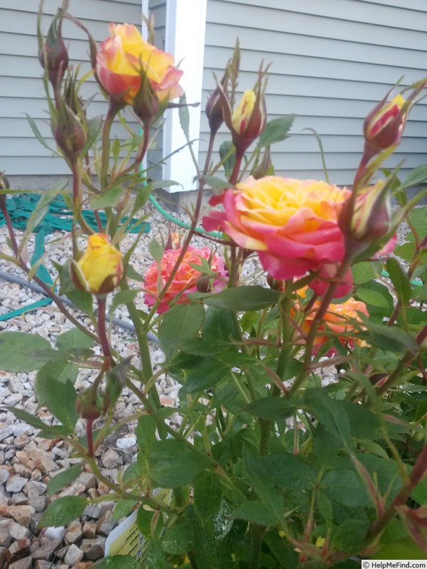 'Rainbow Sunblaze ®' rose photo