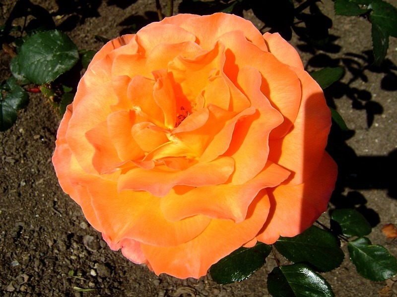 'Tea Time (hybrid tea, Evers/Tantau, 1994)' rose photo