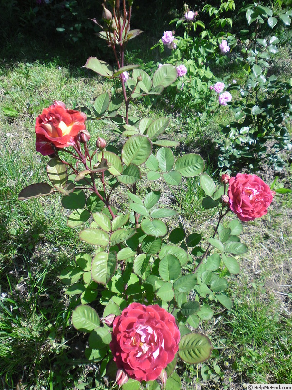 'Guy Darmet ®' rose photo