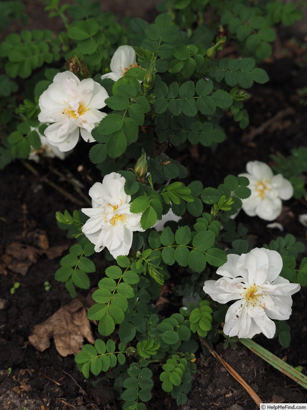 'Mon Amie Claire' rose photo