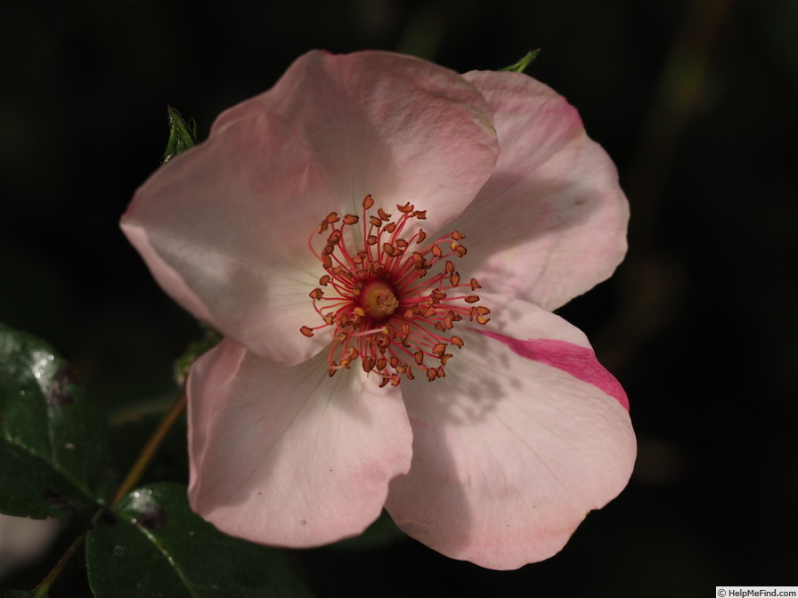 'Sweet Pretty' rose photo