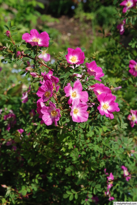 'Glory of Edzell' rose photo