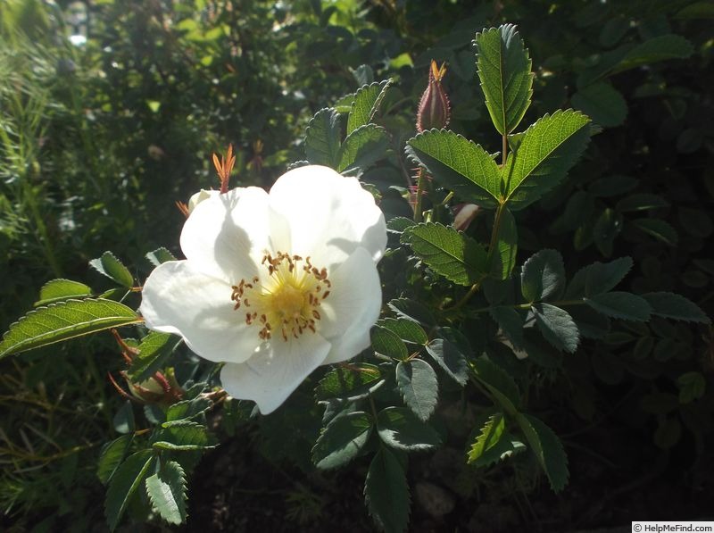 '<i>Rosa hemisphaerica X Rosa gallica</i>' rose photo