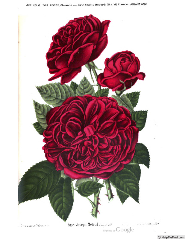 'Joseph Métral (hybrid perpetual, Liabaud, 1883)' rose photo