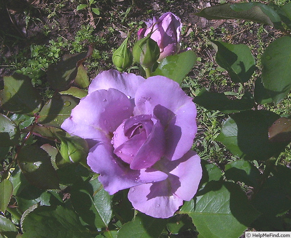 'Love Song (floribunda, Carruth 2011)' rose photo