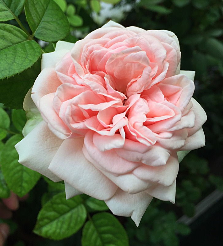 'Aphrodite ® (shrub, Evers/Tantau, 2000/06)' rose, click to enlarge 'Aphrodite ® (shrub, Evers/Tantau, 2000/06)' rose photo
