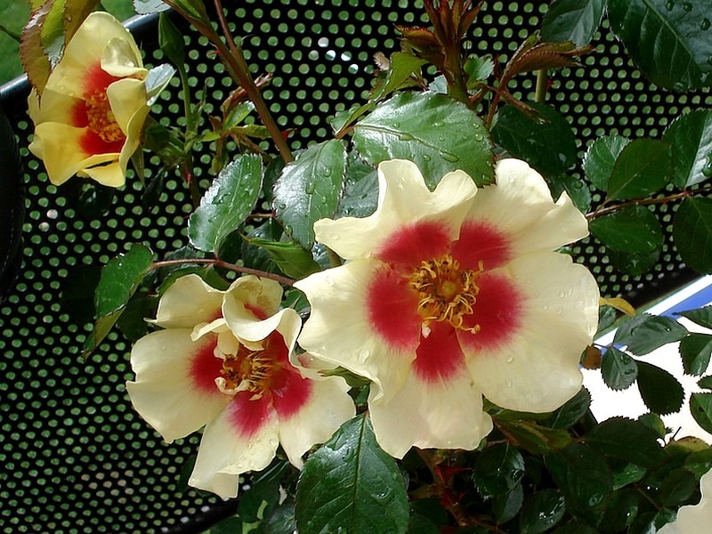 'Cyrus ® (shrub, Warner, 2011)' rose photo