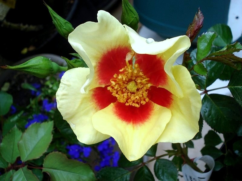 'Cyrus ® (shrub, Warner, 2011)' rose photo