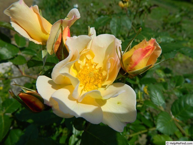 'Borut's Power' rose photo