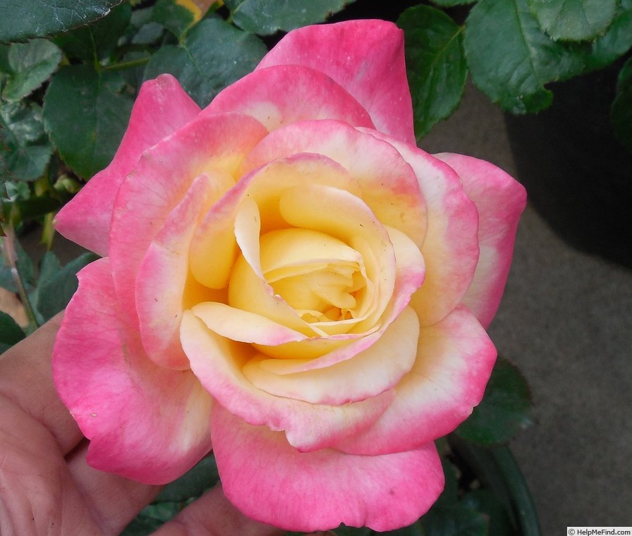 'Weight Watcher Success ™' rose photo