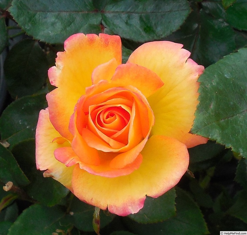 'Red Gold' rose photo