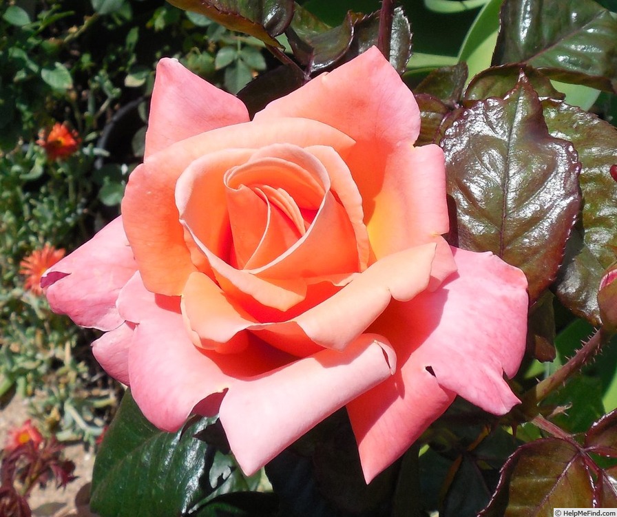 'Queen Charlotte' rose photo