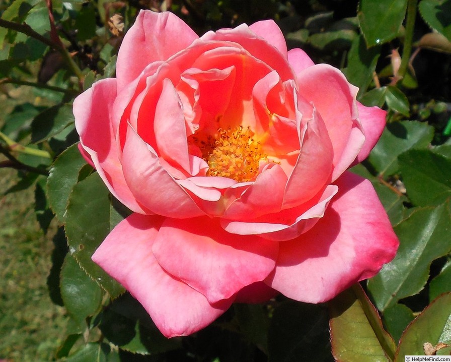 'Princess Chichibu' rose photo