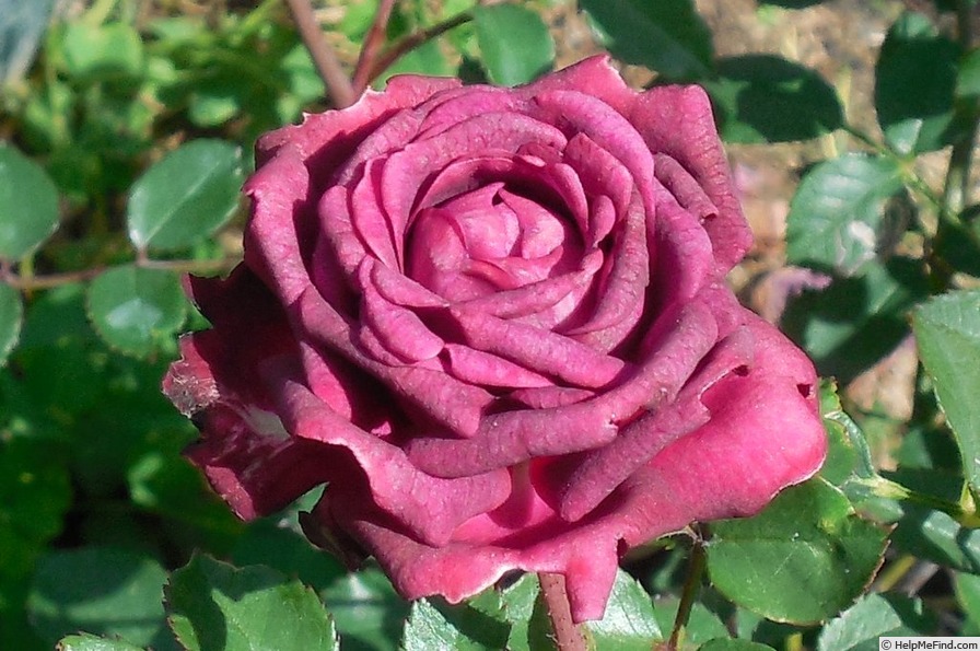 'Saint Mary ™ (miniature, Moore, 1986)' rose photo