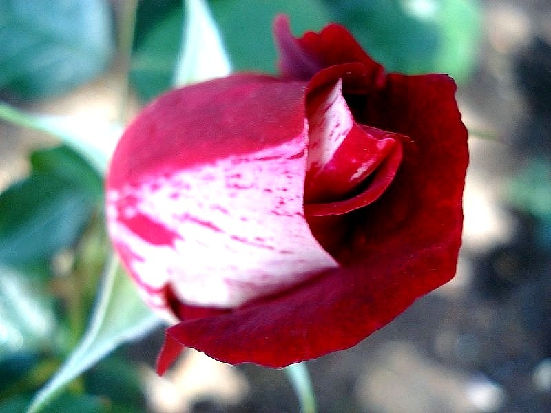 'Henri Matisse ®' rose photo