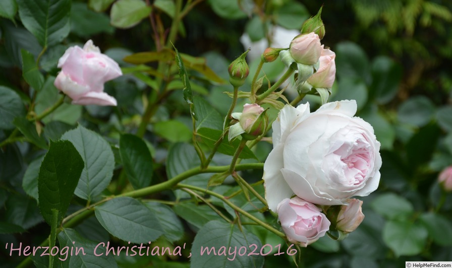 'Herzogin Christiana ®' rose photo