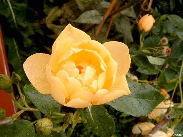 'Buttercup (English Rose, Austin 1998)' rose photo
