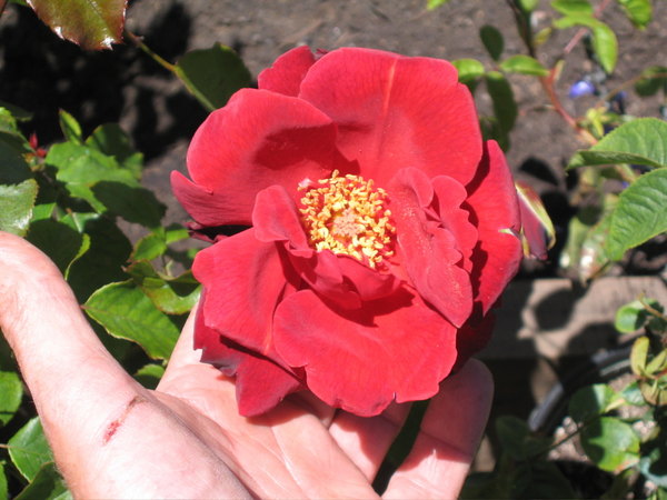 'Oriental Charm' rose photo