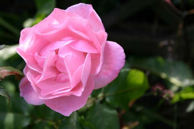 'The Queen Elizabeth Rose' rose photo