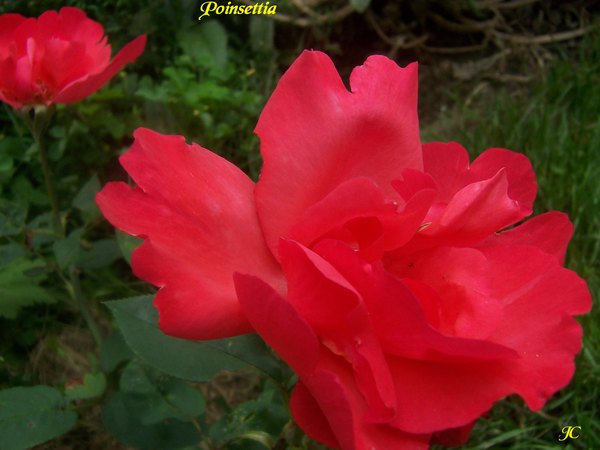 'Poinsettia' rose photo