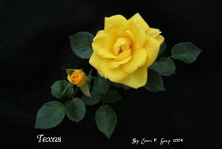 'Texas (miniature, Olesen before 1981)' rose photo