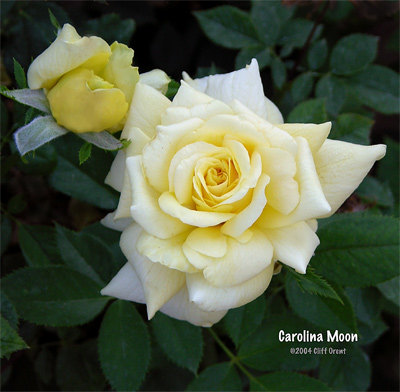 'Carolina Moon' rose photo