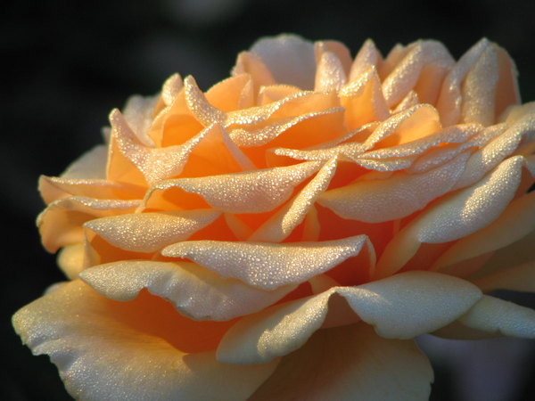 'Gaby Morlay ®' rose photo
