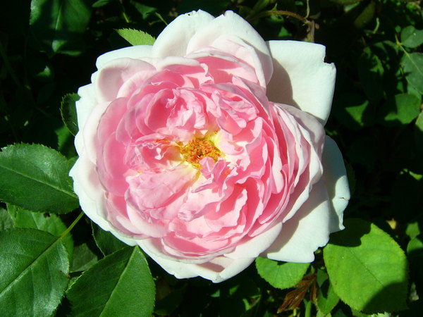 'The Wife of Bath' rose photo