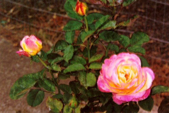 'Bella'roma' rose photo